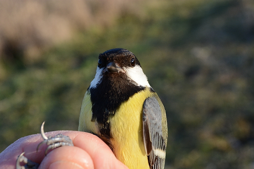 Great Tit, Sundre 20130511